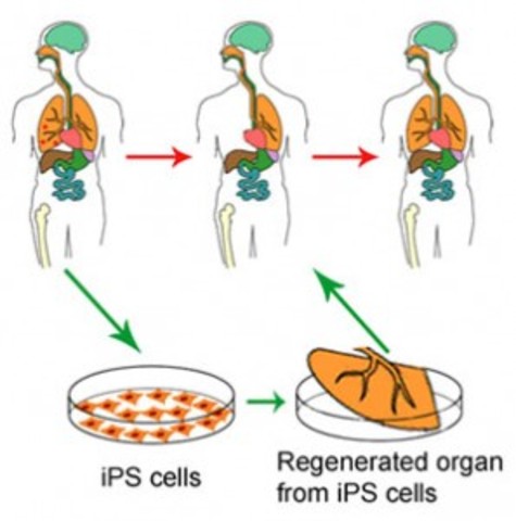 The history of stem cell research