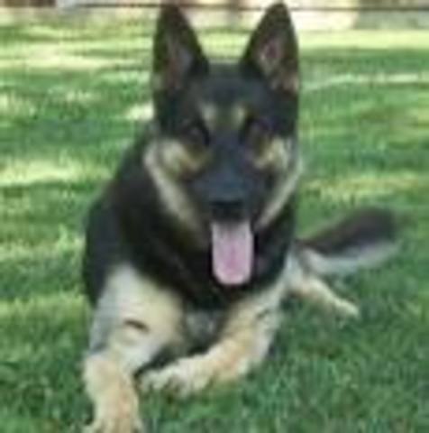 Day my favorite Dog, Sasha, Died