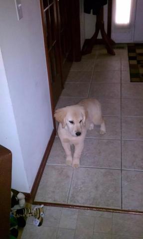 Got Pandora my crazy puppy!