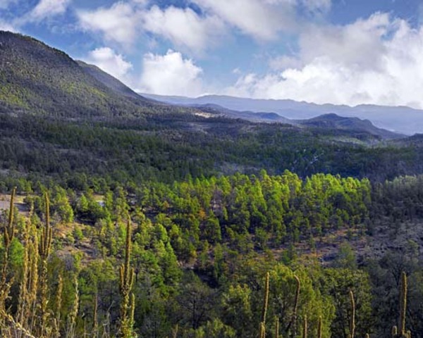 Gila Wilderness Established - 550,000 Acres