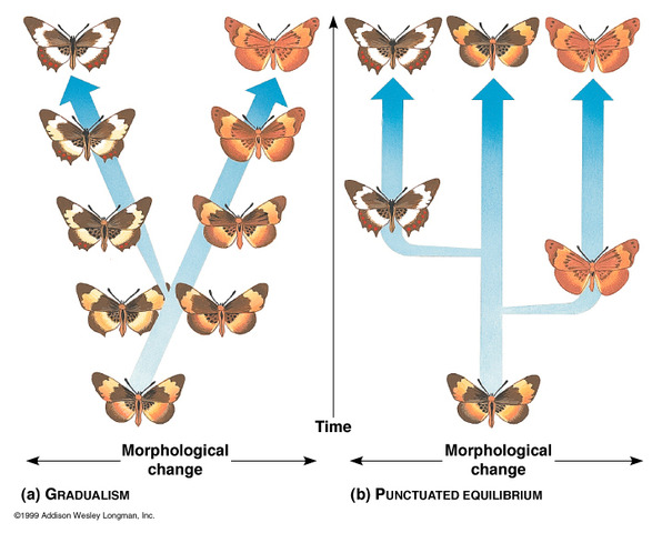 Stephen discovered the theory of punctuated equilibrium