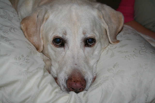 Murdock the dog Died