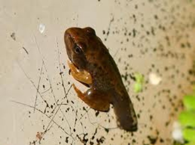 Young Frog or Froglet