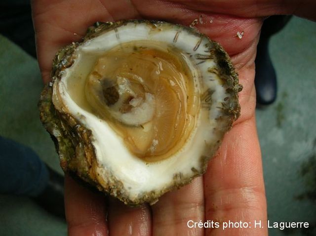 Salon National de la Conchyliculture 2012