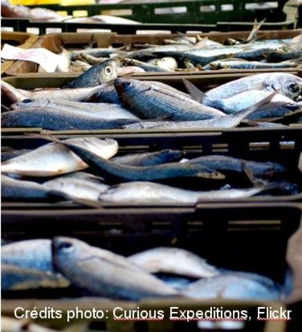 Journée d'échanges pisciculture