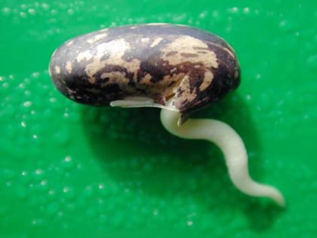 Seed begins to grow !