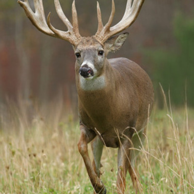 Timeline: My goal is to bag a big buck by saving money to go over to the hunting land more within the next 3 months