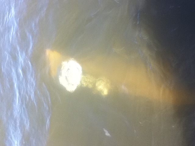 Whale watching in Churchill