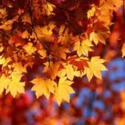 Timeline: Sue's life