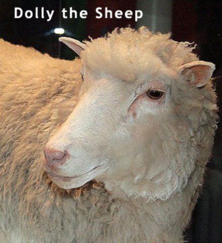 Dolly the sheep is born