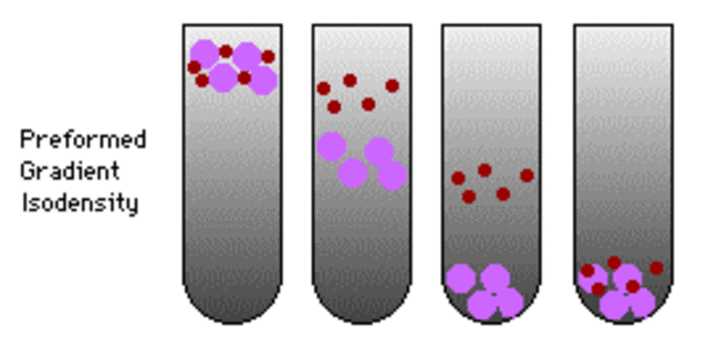 Bechrens differential centrifugation