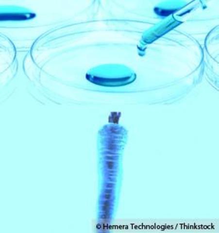 First Genetic Modified Plant