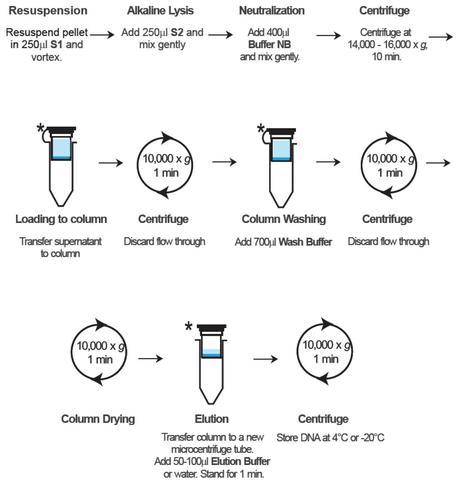 DNA plasmides are purified