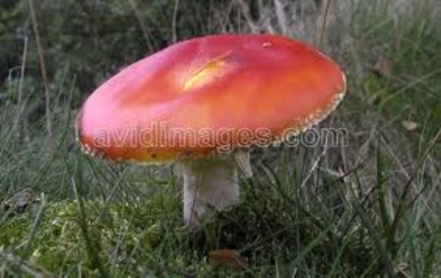 Isolating penicillin from fungus