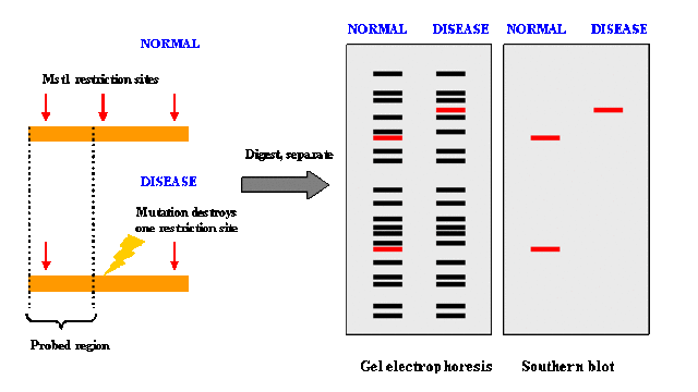 Restriction Fragment Length Polymorphism (RFLP)