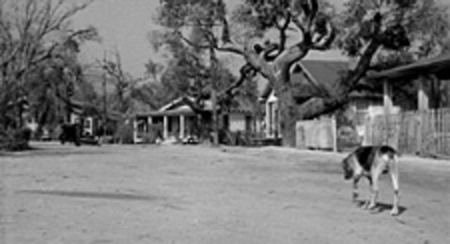 The dog Atticus shot