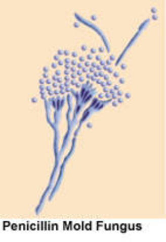 Penicillin developed