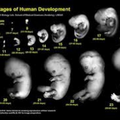 Timeline: Prenatal Development