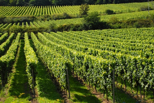 Isolated and Purified