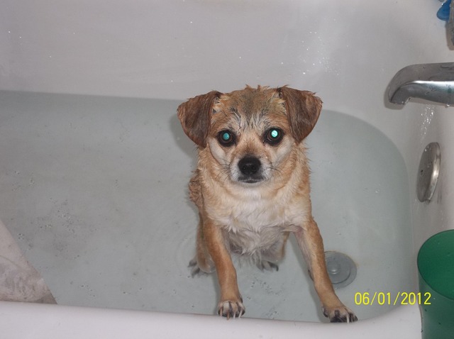 When I got my dog Georgie