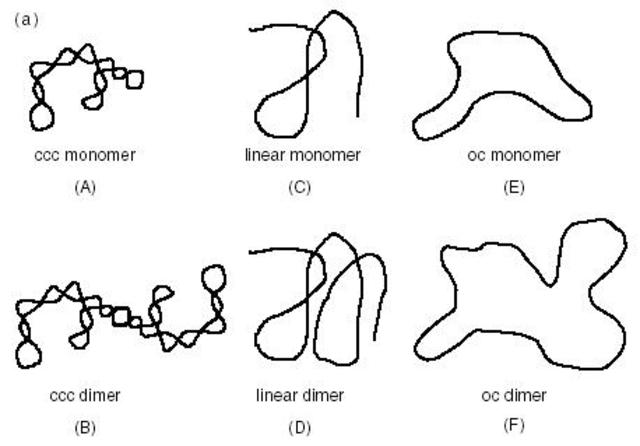 DNA plasmids isolated and purified