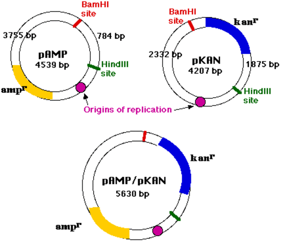 Plasmid DNA discovered
