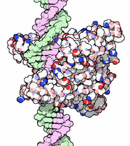 Bacterial Restriction Enzymes are discovered that cut DNA