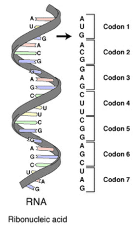 64 codons discovered and researched