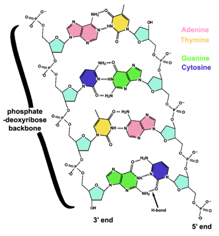 Structure of DNA discovered