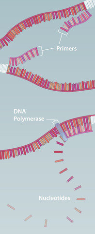 PCR is invented to amplify DNA