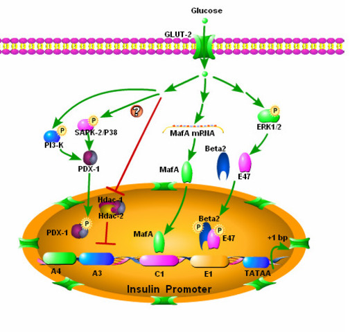 A synthetic insulin gene was inserted into E. coli.