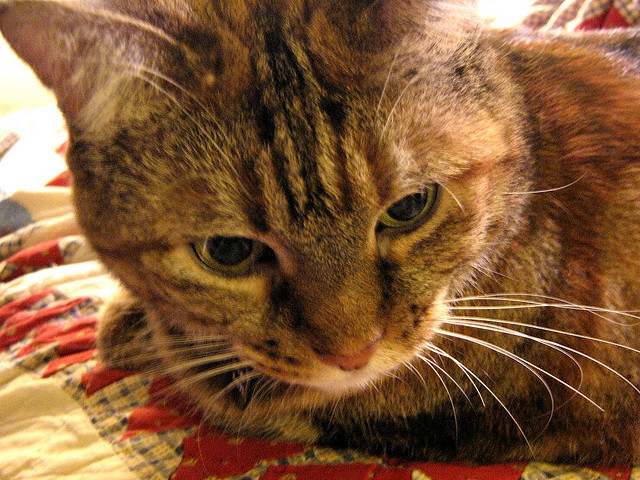 First Pet: Cinnamon (cat)