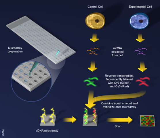 DNA microarray technology invented