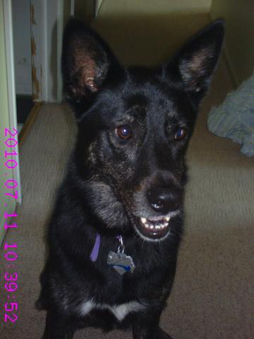 Adopting our family dog