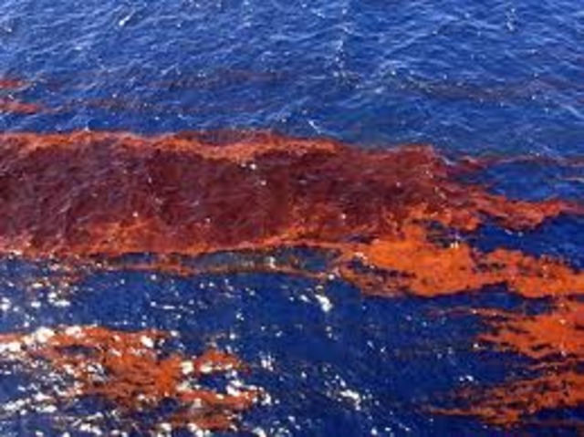 Oil spill in the gulf.