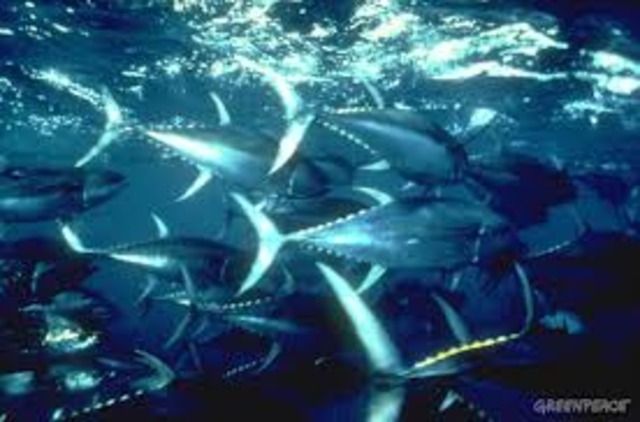 The begining of fishing and The 1st Fish Feast