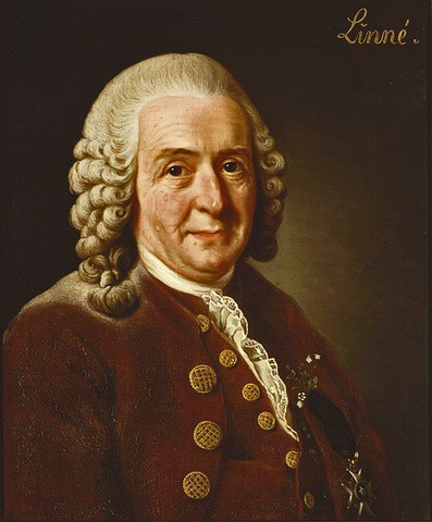 Carolus Linnaeus
