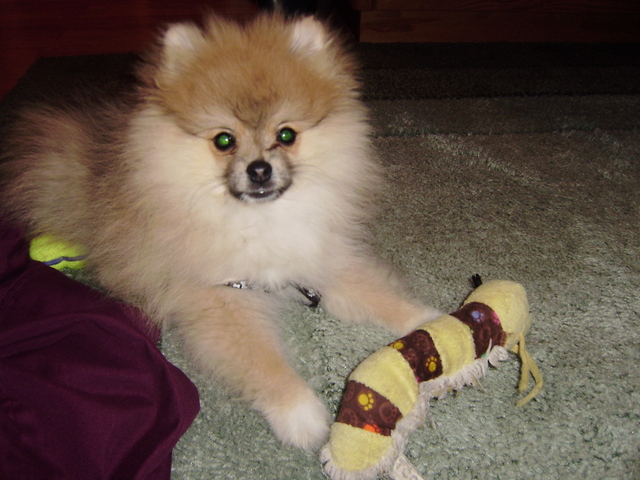 when i got my puppy bear