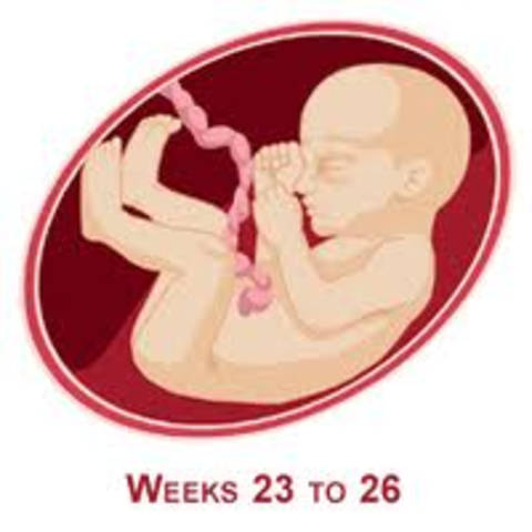 24 Weeks