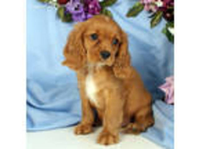 Got my first dog Riley