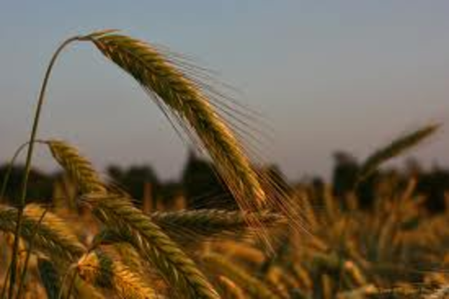 Kød, korn og andre landbrugvarer