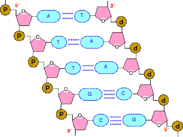 Structure of DNA