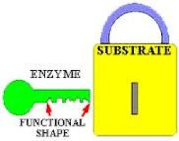 Arber, Nathans, and Smith discovered bacterial restriction enzymes that cut DNA.