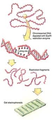 restriction enzymes