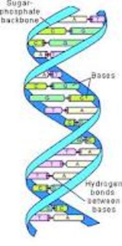 work with recombinant DNA