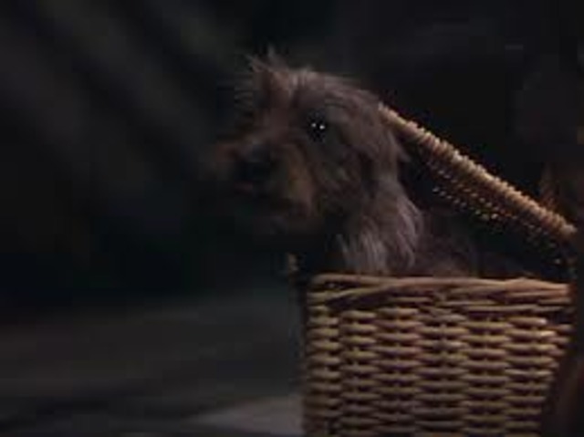 Dorothy cries over Toto, but Toto escapes and comes back to her.