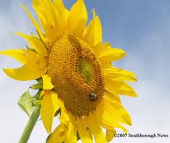The sticker falls into a crack hitting a sunflower making a speck fly into the jungle.