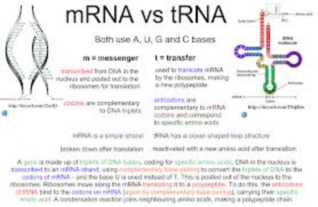 Present: Recombiant DNA Technology and Beyond
