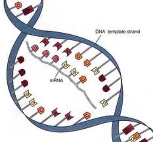 mRNA