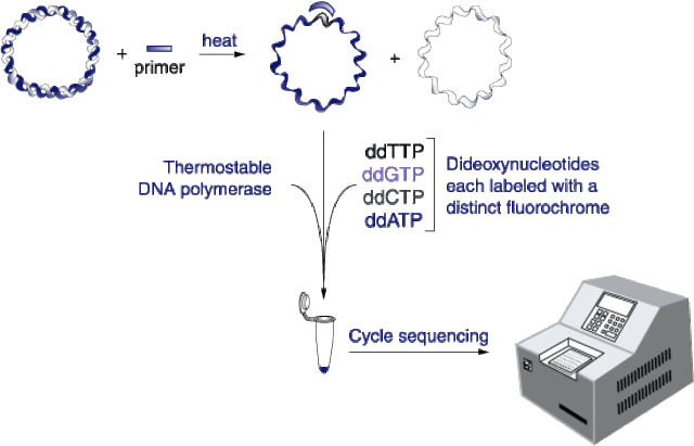 automated DNA sequncer